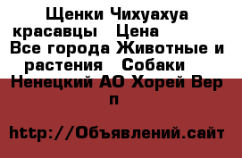 Щенки Чихуахуа красавцы › Цена ­ 9 000 - Все города Животные и растения » Собаки   . Ненецкий АО,Хорей-Вер п.